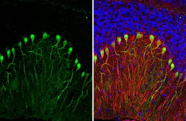 Anti-Calbindin + Calretinin antibody [HL1787] used in IHC (Paraffin sections) (IHC-P). GTX637439