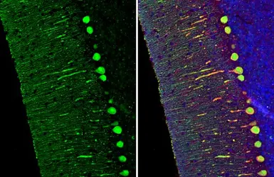 Anti-Calbindin + Calretinin antibody [HL1787] used in IHC (Paraffin sections) (IHC-P). GTX637439