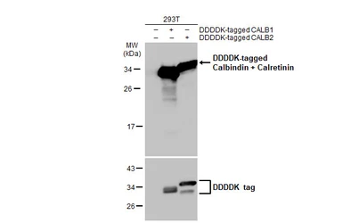 Anti-Calbindin + Calretinin antibody [HL1787] used in Western Blot (WB). GTX637439