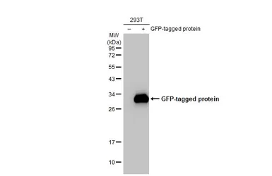 Anti-GFP antibody [HL1845] used in Western Blot (WB). GTX637570