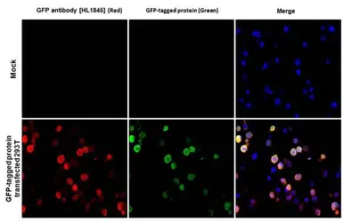 Anti-GFP antibody [HL1845] used in IHC-P (cell pellet) (IHC-P (cell pellet)). GTX637570