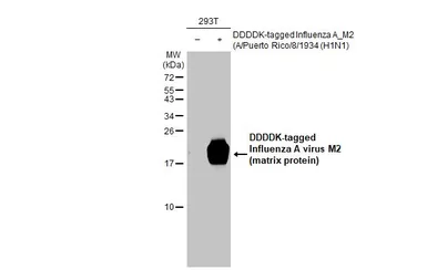 Anti-Influenza A virus M2 (matrix protein) antibody [HL1856] used in Western Blot (WB). GTX637581