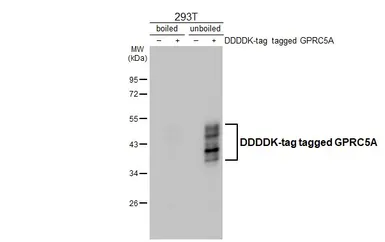 Anti-GPRC5A antibody [HL1864] used in Western Blot (WB). GTX637589