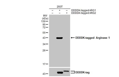 Anti-Arginase 1 antibody [HL1891] used in Western Blot (WB). GTX637640