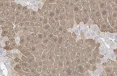 Anti-Arginase 1 antibody [HL1891] used in IHC (Paraffin sections) (IHC-P). GTX637640