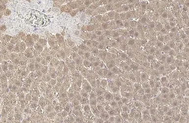 Anti-Arginase 1 antibody [HL1891] used in IHC (Paraffin sections) (IHC-P). GTX637640