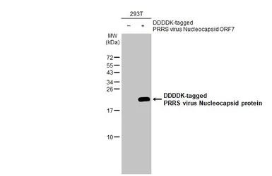 Anti-PRRS virus Nucleocapsid protein antibody [HL1901] used in Western Blot (WB). GTX637650