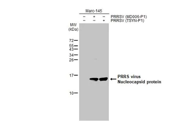 Anti-PRRS virus Nucleocapsid protein antibody [HL1901] used in Western Blot (WB). GTX637650