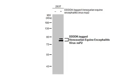 Anti-Venezuelan Equine Encephalitis Virus nsP2 antibody [HL1919] used in Western Blot (WB). GTX637668