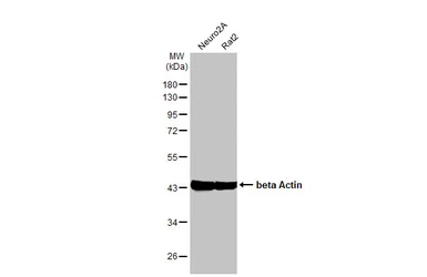 Anti-beta Actin antibody [HL1926] used in Western Blot (WB). GTX637675