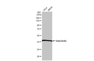 Anti-beta Actin antibody [HL1926] used in Western Blot (WB). GTX637675