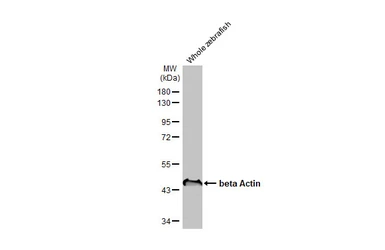 Anti-beta Actin antibody [HL1926] used in Western Blot (WB). GTX637675