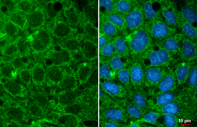 Anti-GPD1 antibody [HL1959] used in Immunocytochemistry/ Immunofluorescence (ICC/IF). GTX637796