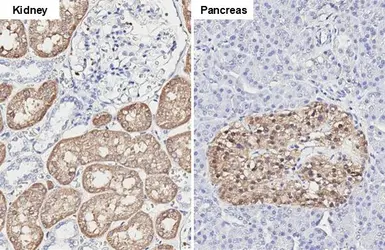 Anti-GPD1 antibody [HL1959] used in IHC (Paraffin sections) (IHC-P). GTX637796