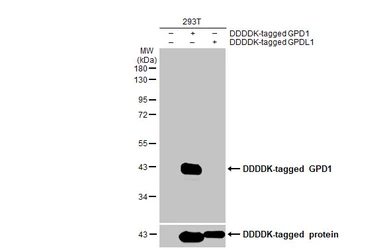 Anti-GPD1 antibody [HL1959] used in Western Blot (WB). GTX637796