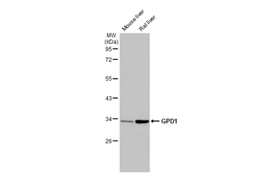 Anti-GPD1 antibody [HL1959] used in Western Blot (WB). GTX637796