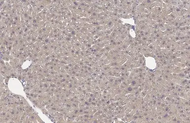 Anti-GPD1 antibody [HL1959] used in IHC (Paraffin sections) (IHC-P). GTX637796