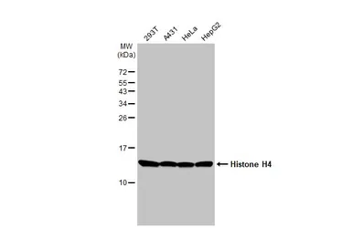 Anti-Histone H4 antibody [HL1977] used in Western Blot (WB). GTX637870