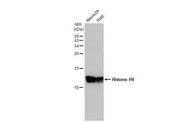 Anti-Histone H4 antibody [HL1977] used in Western Blot (WB). GTX637870