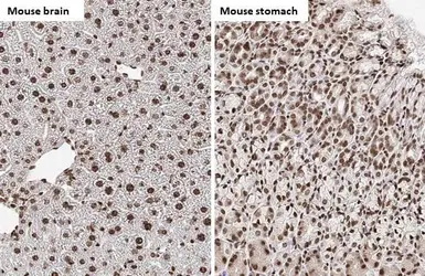 Anti-Histone H4 antibody [HL1977] used in IHC (Paraffin sections) (IHC-P). GTX637870