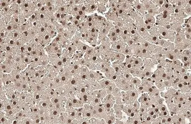 Anti-Histone H4 antibody [HL1977] used in IHC (Paraffin sections) (IHC-P). GTX637870