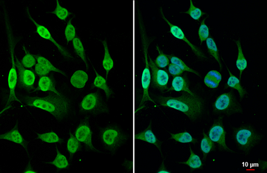 Anti-Histone H4 antibody [HL1977] used in Immunocytochemistry/ Immunofluorescence (ICC/IF). GTX637870