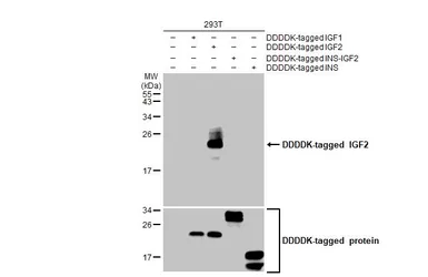 Anti-IGF2 antibody [HL1979] used in Western Blot (WB). GTX637872