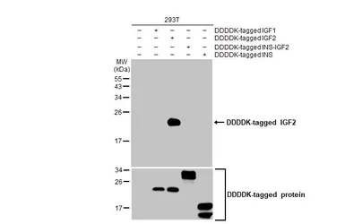 Anti-IGF2 antibody [HL1982] used in Western Blot (WB). GTX637875