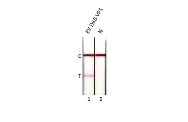 Anti-Enterovirus D68 VP1 antibody [HL1997] used in Lateral Flow (Lateral Flow). GTX637898