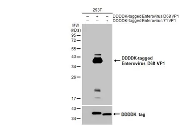 Anti-Enterovirus D68 VP1 antibody [HL1997] used in Western Blot (WB). GTX637898