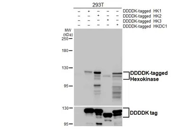 Anti-Hexokinase antibody [HL2000] used in Western Blot (WB). GTX637901