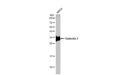 Anti-Galectin 3 antibody [HL2020] used in Western Blot (WB). GTX637921