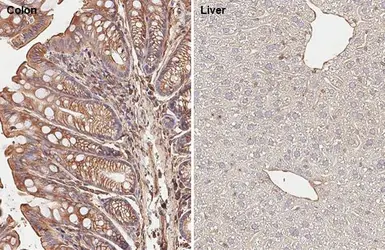 Anti-Galectin 3 antibody [HL2020] used in IHC (Paraffin sections) (IHC-P). GTX637921