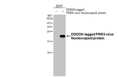 Anti-PRRS virus Nucleocapsid protein antibody [HL2046] used in Western Blot (WB). GTX637947