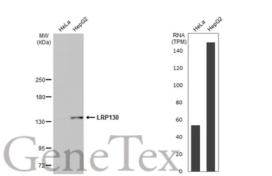 Anti-LRP130 antibody [HL2056] used in Western Blot (WB). GTX637960