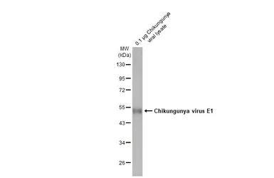 Anti-Chikungunya virus E1 antibody [HL2069] used in Western Blot (WB). GTX637973