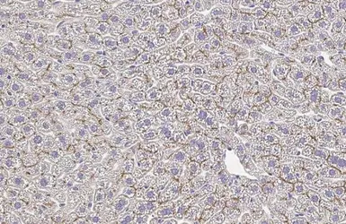 Anti-Plasminogen antibody [HL2071] used in IHC (Paraffin sections) (IHC-P). GTX637979