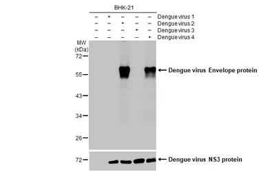 Anti-Dengue virus Envelope protein antibody [HL2089] used in Western Blot (WB). GTX637997