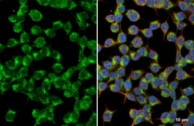 Anti-NDUFS3 antibody [HL2097] used in Immunocytochemistry/ Immunofluorescence (ICC/IF). GTX638005