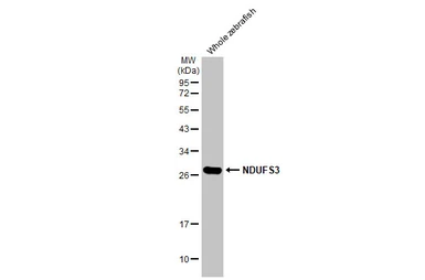 Anti-NDUFS3 antibody [HL2097] used in Western Blot (WB). GTX638005