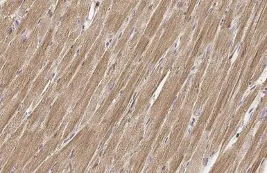 Anti-TUFM antibody [HL2117] used in IHC (Paraffin sections) (IHC-P). GTX638089