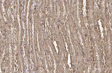 Anti-TUFM antibody [HL2117] used in IHC (Paraffin sections) (IHC-P). GTX638089