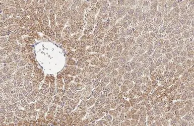 Anti-GLUD1+ GLUD2 antibody [HL2124] used in IHC (Paraffin sections) (IHC-P). GTX638096