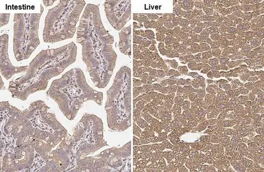 Anti-GLUD1+ GLUD2 antibody [HL2125] used in IHC (Paraffin sections) (IHC-P). GTX638097