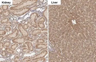 Anti-GLUD1+ GLUD2 antibody [HL2125] used in IHC (Paraffin sections) (IHC-P). GTX638097