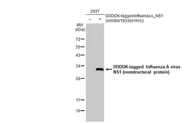 Anti-Influenza A virus NS1 (nonstructural protein) antibody [HL2130] used in Western Blot (WB). GTX638102