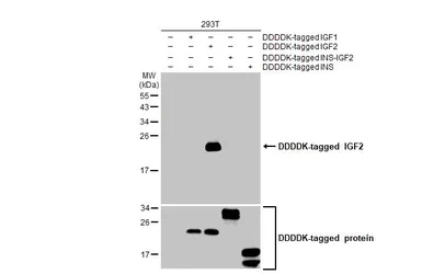 Anti-IGF2 antibody [HL2132] used in Western Blot (WB). GTX638104