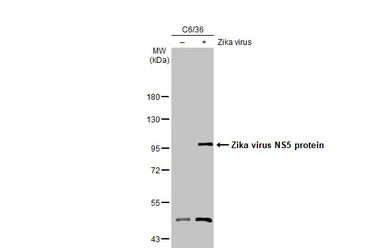 Anti-Zika virus NS5 protein antibody [HL2154] used in Western Blot (WB). GTX638132