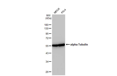 Anti-alpha Tubulin antibody [HL2162] used in Western Blot (WB). GTX638140