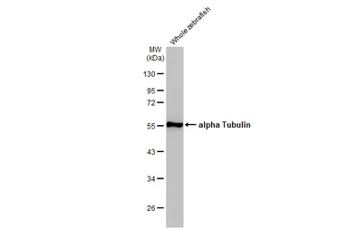 Anti-alpha Tubulin antibody [HL2162] used in Western Blot (WB). GTX638140